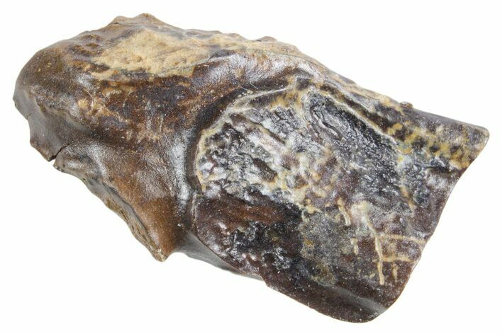 Fossil Triceratops Shed Tooth - Wyoming #358284